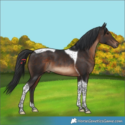 Horse Color:Brown Tobiano 