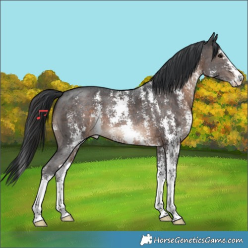 Horse Color:Brown Sabino 