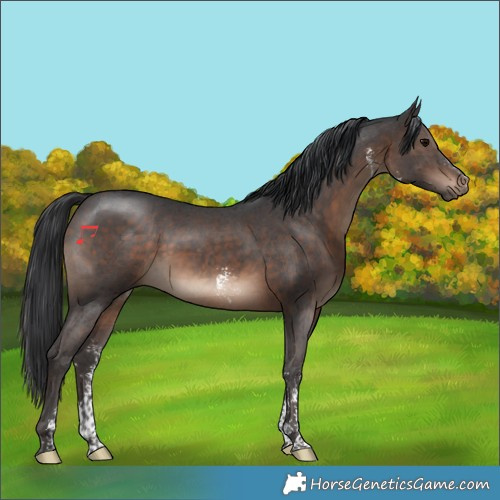 Horse Color:Brown Sabino 