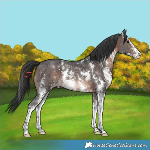 Horse Color:Brown Sabino