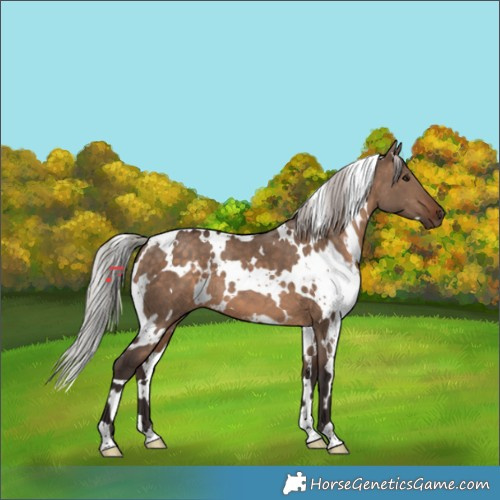 Horse Color:White Spotted Silver Brown Dun 