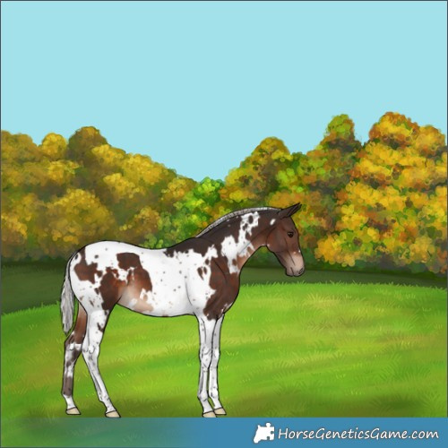 Horse Color:White Spotted Silver Brown Tobiano 