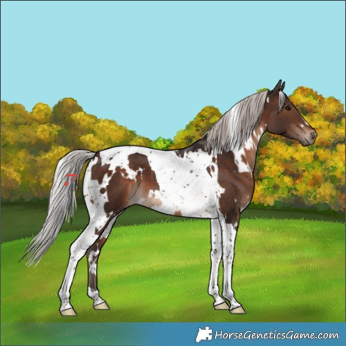 Horse Color:White Spotted Silver Brown Tobiano 
