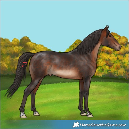 Horse Color:Bay 