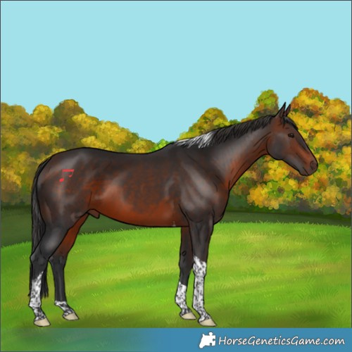 Horse Color:Brown Tobiano 