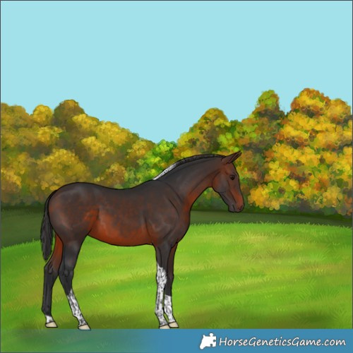 Horse Color:Brown Tobiano 