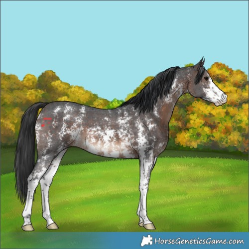 Horse Color:Brown Sabino