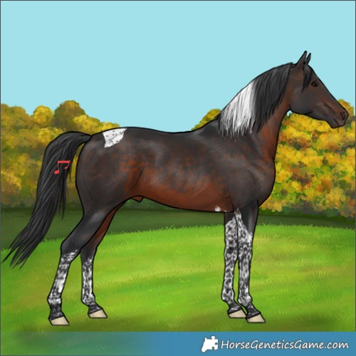 Horse Color:Brown Tobiano 