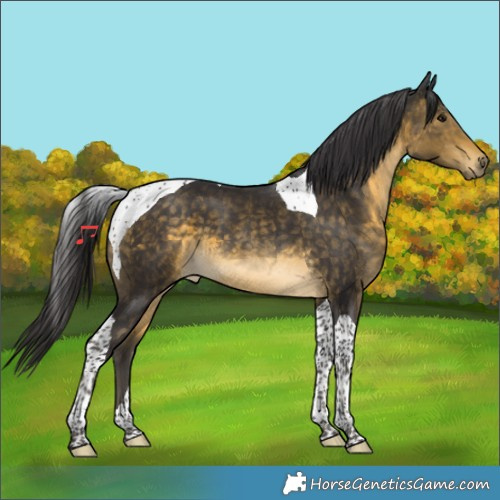 Horse Color:Buckskin Tobiano 