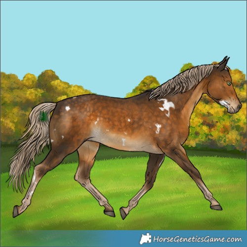 Horse Color:White Spotted Chocolate Palomino 