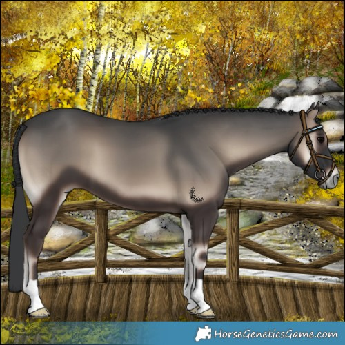Horse Color:Blue Onyx 