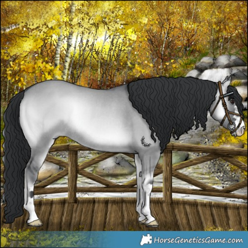 Horse Color:Grullo Chinchilla Onyx Rabicano 