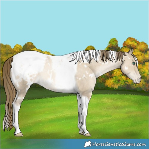 Horse Color:White Spotted Smoky Grullo Snowdrop Tobiano Appaloosa Rabicano 