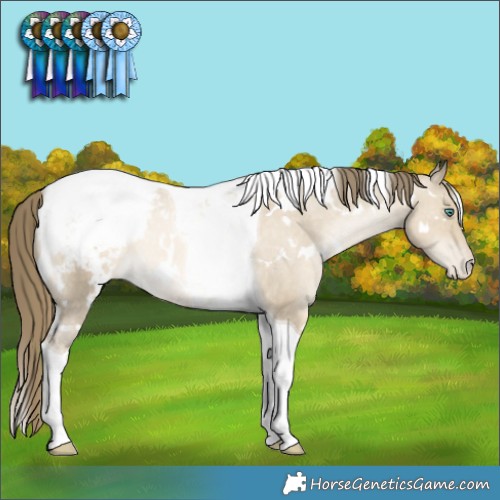 Horse Color:White Spotted Smoky Grullo Snowdrop Tobiano Appaloosa Rabicano