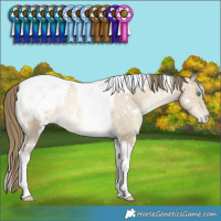 Horse Color:White Spotted Smoky Grullo Snowdrop Tobiano Appaloosa Rabicano 