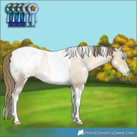 Horse Color:White Spotted Smoky Grullo Snowdrop Tobiano Appaloosa Rabicano 