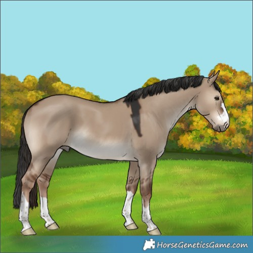 Horse Color:Liver Red Dun