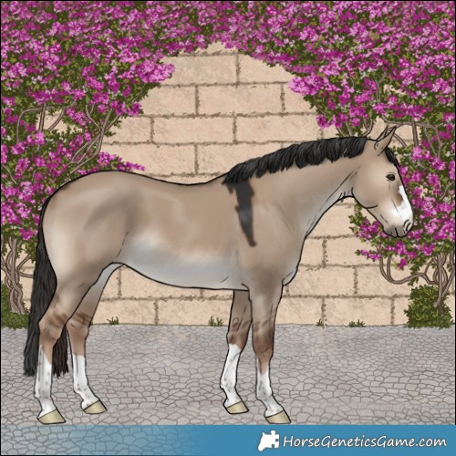 Horse Color:Liver Red Dun