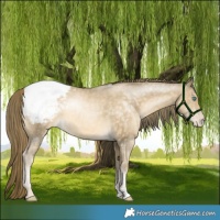 Horse Color:Bay Snowdrop Pearl Appaloosa Rabicano