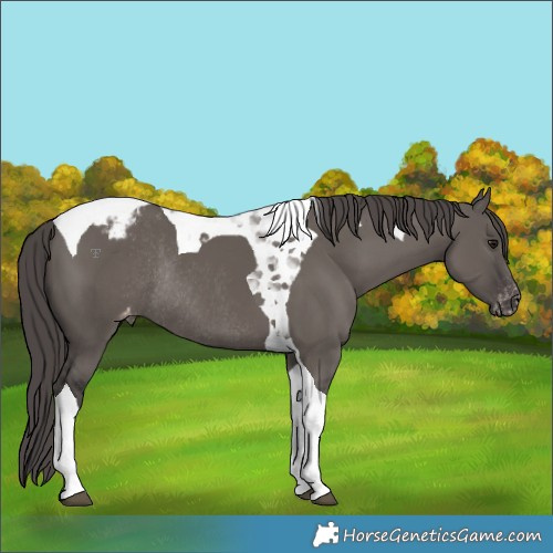 Horse Color:Smoky Grullo Tobiano Appaloosa Rabicano 