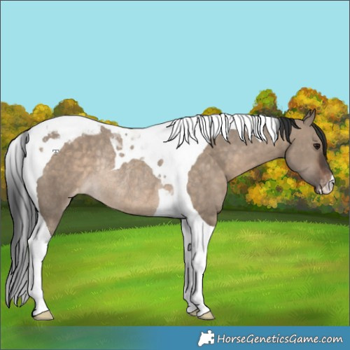 Horse Color:Brown Dun Tobiano Appaloosa Rabicano 