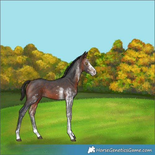 Horse Color:White Spotted Bay 