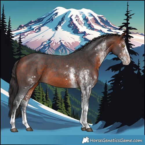 Horse Color:White Spotted Bay 