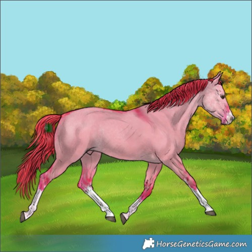 Horse Color:Watercolor White Spotted Liver Red Dun Rabicano