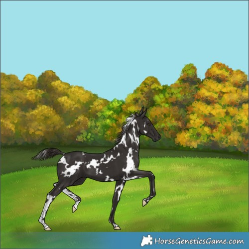 Horse Color:White Spotted Liver Chestnut 