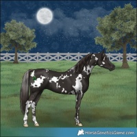 Horse Color:White Spotted Liver Chestnut 