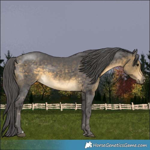 Horse Color:Buckskin Merle 