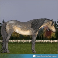 Horse Color:Buckskin Merle