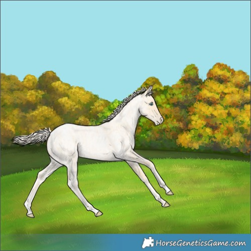 Horse Color:Palomino Roan Pearl  and Palomino Roan Pearl 