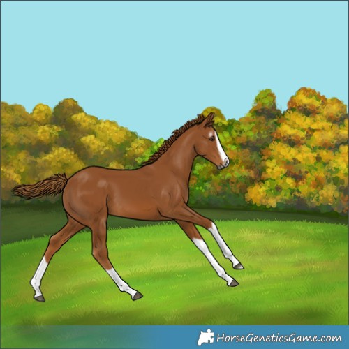 Horse Color:Gray Chestnut Splash Frame