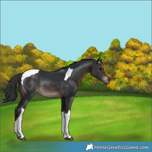 Horse Color:Brown Tobiano Rabicano 