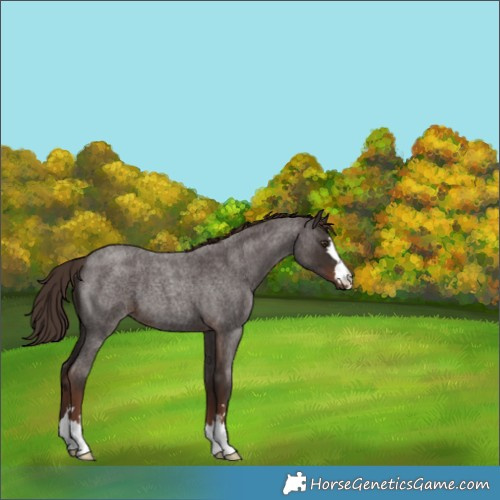 Horse Color:Liver Red Roan 