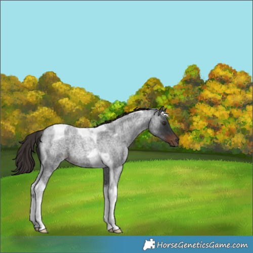 Horse Color:Liver Red Roan Tobiano 