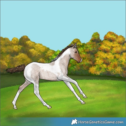 Horse Color:Liver Red Dun Roan Tobiano 
