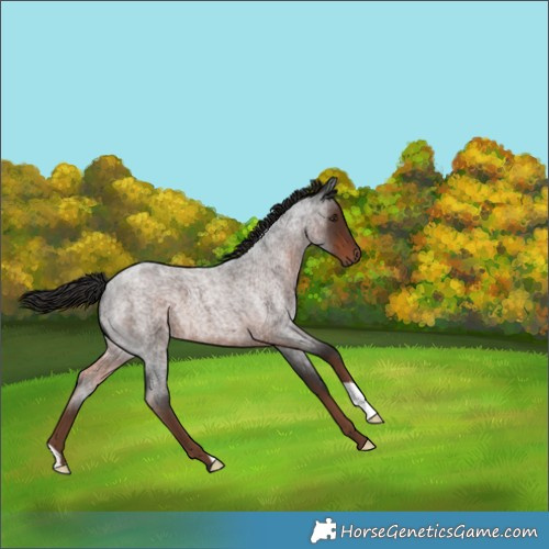 Horse Color:Liver Red Roan