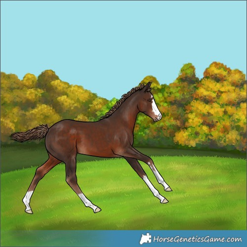 Horse Color:Liver Chestnut 