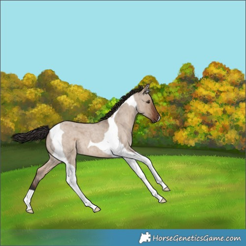 Horse Color:Liver Red Dun Roan Tobiano