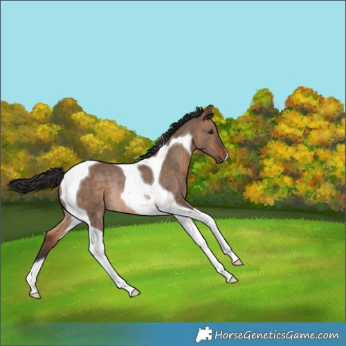 Horse Color:Brown Dun Tobiano Rabicano