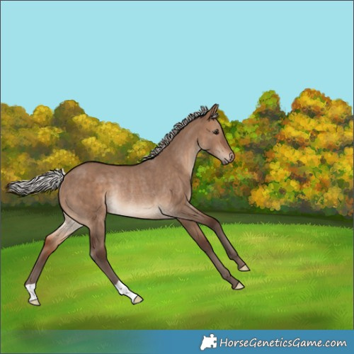 Horse Color:Silver Brown Dun Rabicano 
