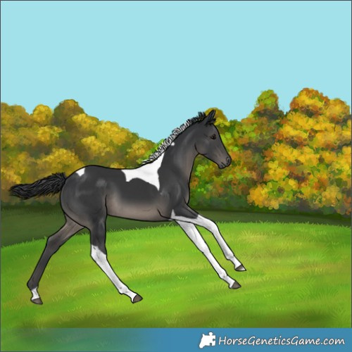 Horse Color:Black Tobiano 