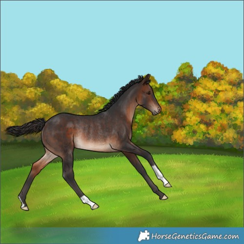 Horse Color:Brown Rabicano 