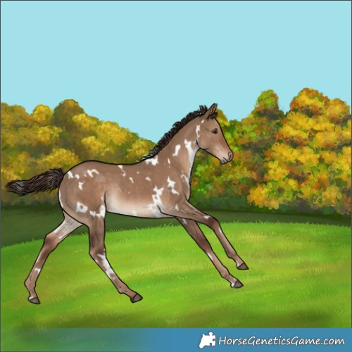 Horse Color:White Spotted Liver Red Dun Rabicano 
