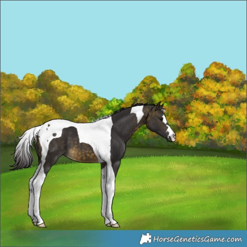 Horse Color:Buckskin Tobiano 