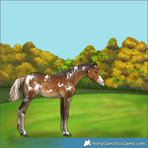 Horse Color:White Spotted Chocolate Palomino