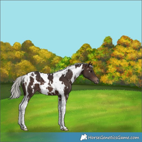 Horse Color:White Spotted Silver Brown Tobiano 