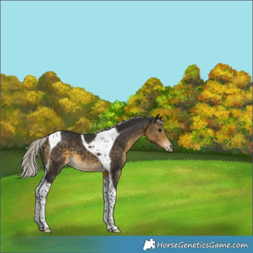 Horse Color:Silver Buckskin Tobiano 